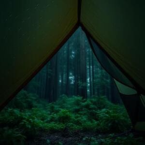 Forest campsite after overnight rain